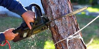 Best Commercial Tree Services  in Sandy Oaks, TX