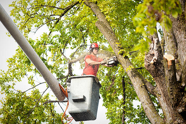 Sandy Oaks, TX Tree Services Company